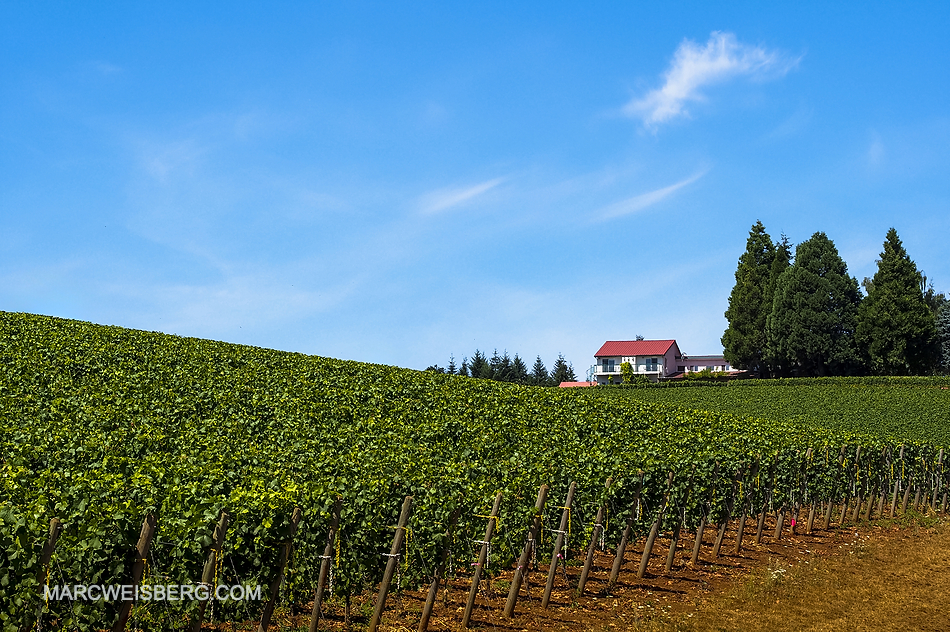 Oregon Winery Photography
