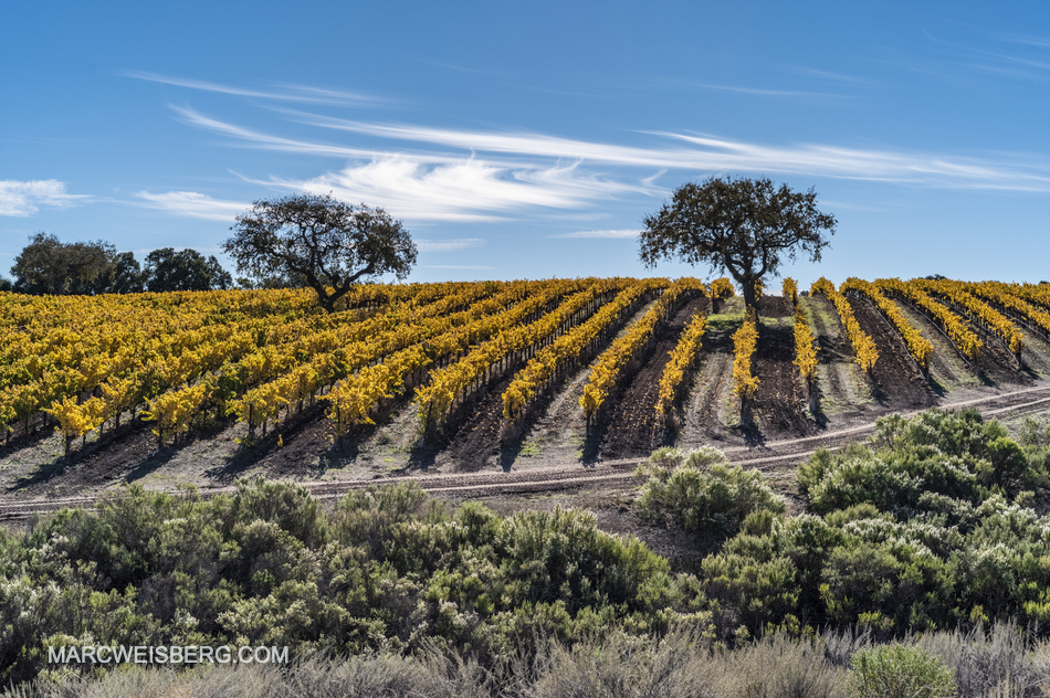 Zaca Mesa Vineyards, Los Olivos, California